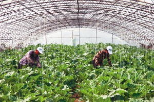 水稻育苗工廠(chǎng)化身棚菜小區(qū) 組圖